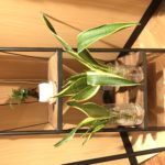 036　コロナウィルス前後の人間関係・体調・仕事の変化は好転反応