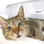 040　目は口ほどにものを言うから、コミュニケーションはオンラインよりも？