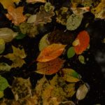 058　「痩せたい」というひとは痩せない